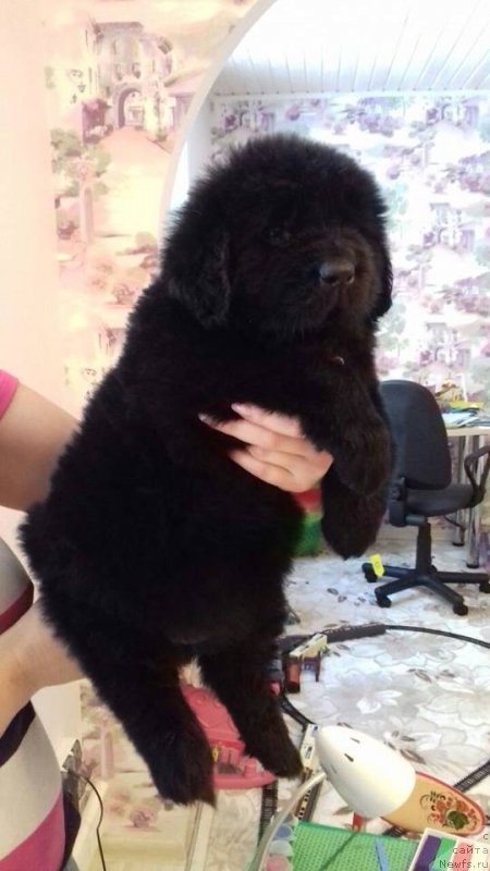 Фото: ньюфаундленд Super Premium Hrizantema (Супер Премиум Хризантема)