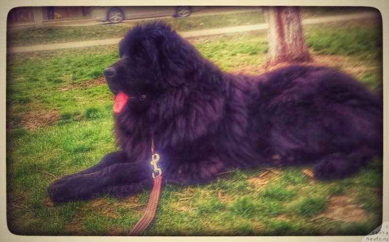 Фото: ньюфаундленд N'yufort Divnaya Diana (Ньюфорт Дивная Диана)
