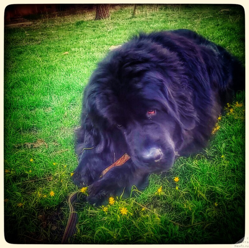 Фото: ньюфаундленд N'yufort Divnaya Diana (Ньюфорт Дивная Диана)