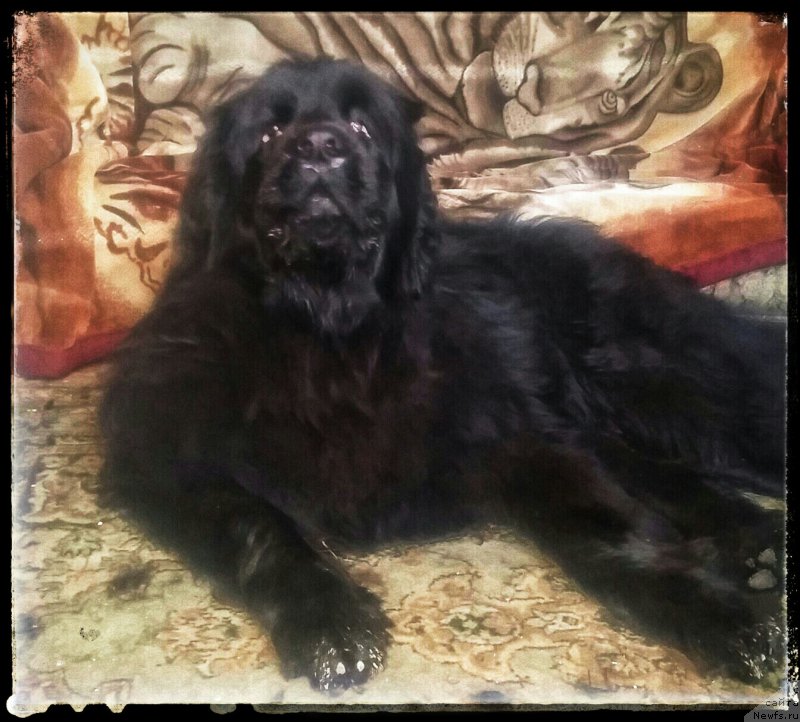 Фото: ньюфаундленд N'yufort Divnaya Diana (Ньюфорт Дивная Диана)