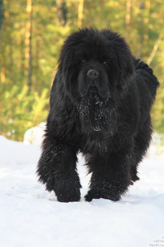 Фото: ньюфаундленд Super Premium Uinston CHurchill' (Супер Премиум Уинстон Чурчилль)