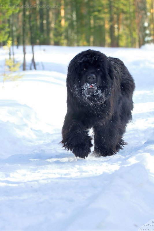 Фото: ньюфаундленд Super Premium Invisible (Супер Премиум Инвисибл)
