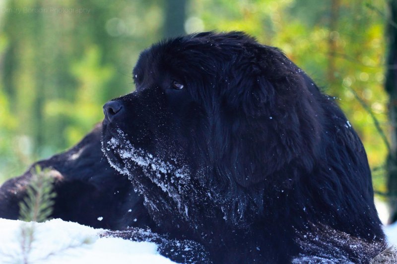 Фото: ньюфаундленд Super Premium Undercover Love (Супер Премиум Ундерковер Лове)