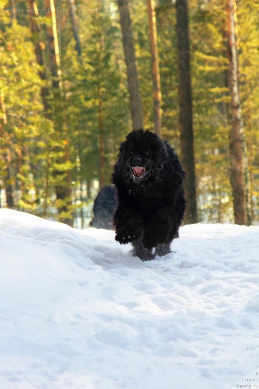 Фото: ньюфаундленд Super Premium Uinston CHurchill' (Супер Премиум Уинстон Чурчилль)