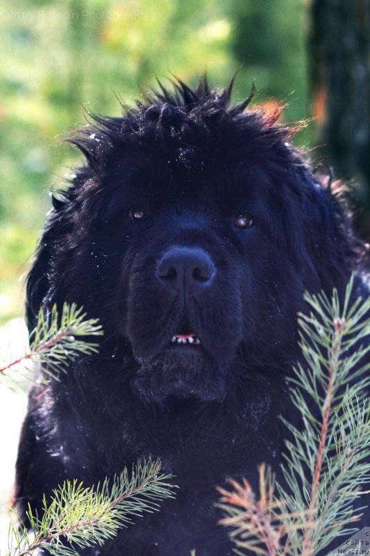 Фото: ньюфаундленд Super Premium Invisible (Супер Премиум Инвисибл)