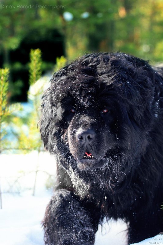 Фото: ньюфаундленд Super Premium Invisible (Супер Премиум Инвисибл)