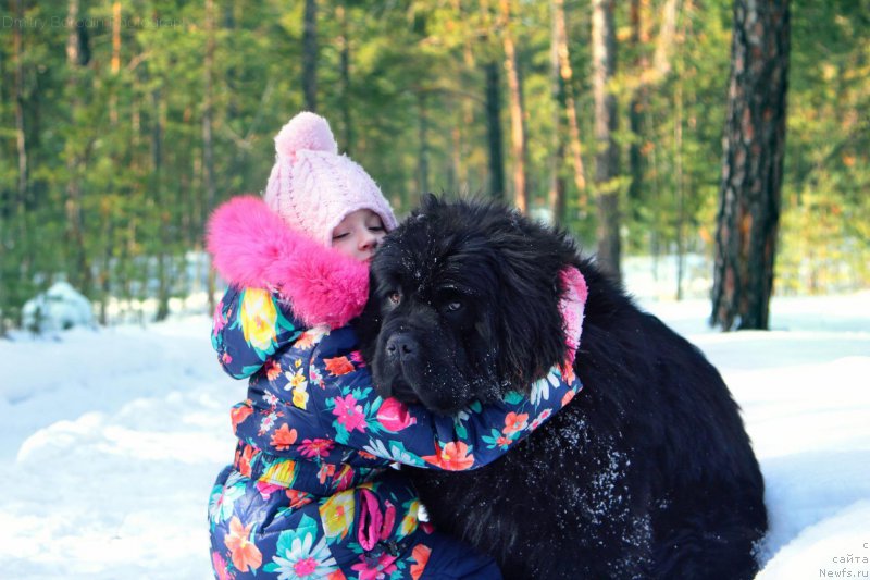 Фото: ньюфаундленд Super Premium Uinston CHurchill' (Супер Премиум Уинстон Чурчилль)