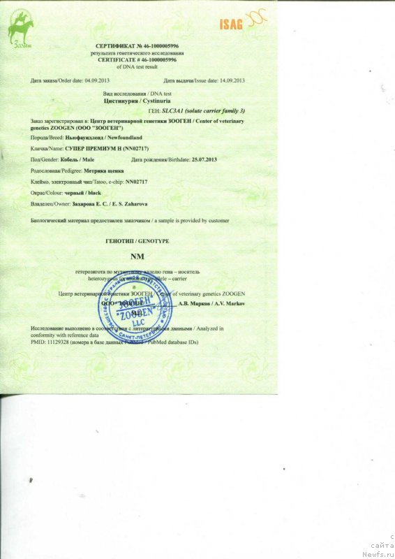 Фото: ньюфаундленд Super Premium Nonparel' (Супер Премиум Нонпарель)