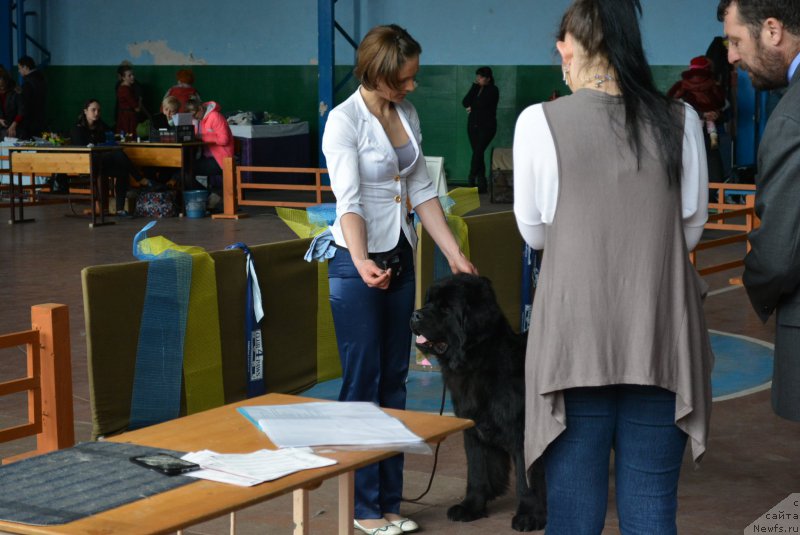 Фото: ньюфаундленд Belkonder-Club Black Baileys (Белкондер-Клаб Блэк Бейлиз), ньюфаундленд Belkonder-Club Black Baileys (Белкондер-Клаб Блэк Бейлиз)