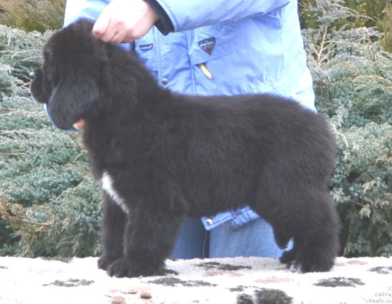 Фото: Щенки от, ньюфаундленд Promise To Love Midnight Bear (Promise To Love Midnight Bear), и, ньюфаундленд Inside My Heart Midnight Bear, рождение 20.01.2016.