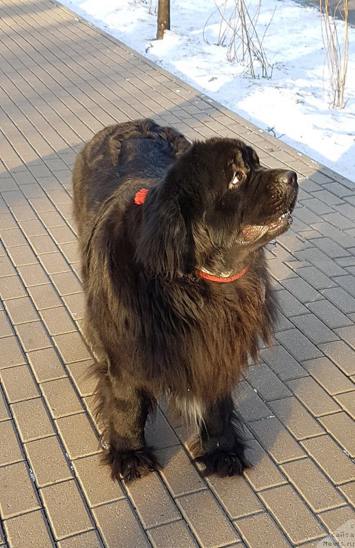 Фото: ньюфаундленд Sent Djons Gvendolin Glorius Garden (Сент Джонс Гвендолин Глориус Гарден)