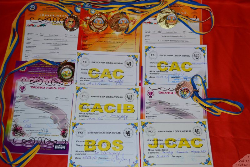 Фото: ньюфаундленд Galatea Dinastiya Soverchenstva