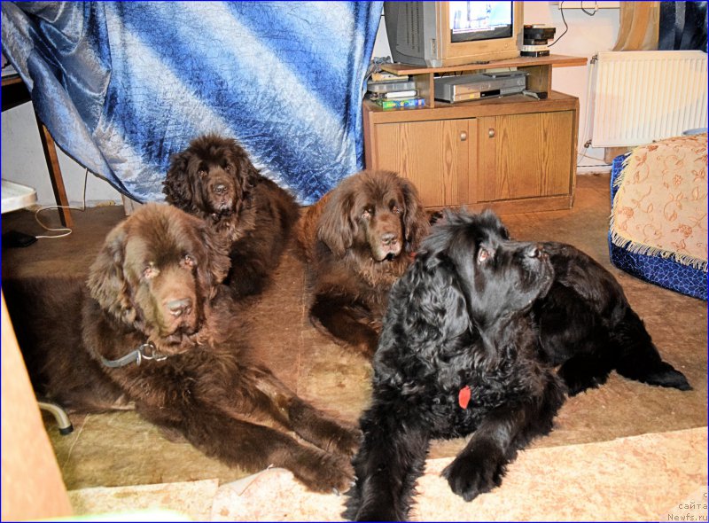 Фото: ньюфаундленд Fann'yuf Ura YA s Vami (Фанньюф Ура Я с Вами), ньюфаундленд Funnewf Gospozha Udacha (Фанньюф Госпожа Удача), ньюфаундленд Smigar Rishel Lady Fortuna (Смигар Ришель Леди Фортуна), ньюфаундленд Fann'yuf Tinkerbel' Skazochnaya Princessa (Фанньюф Тинкербель Сказочная Принцесса)