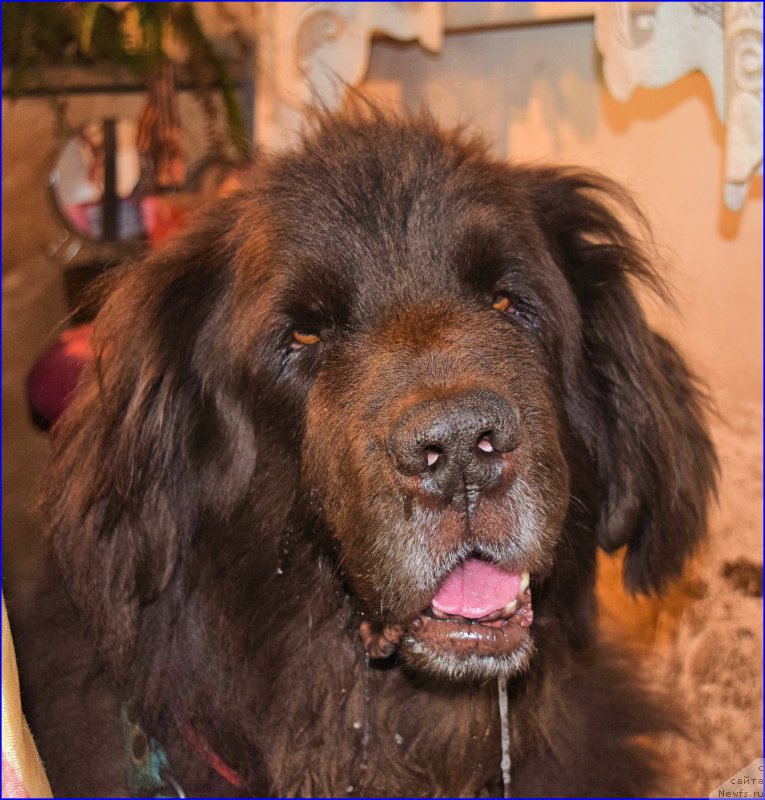 Фото: ньюфаундленд Funnewf Gospozha Udacha (Фанньюф Госпожа Удача)