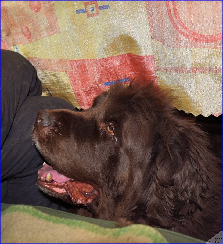 Фото: ньюфаундленд Funnewf Gospozha Udacha (Фанньюф Госпожа Удача)