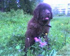 Фото: ньюфаундленд Ul'rika Snou Kvin (Ульрика Сноу Квин)