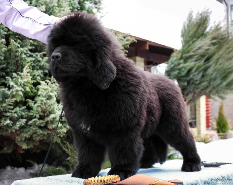 Фото: Viktor Hrischanovich (Виктор Хрищанович)