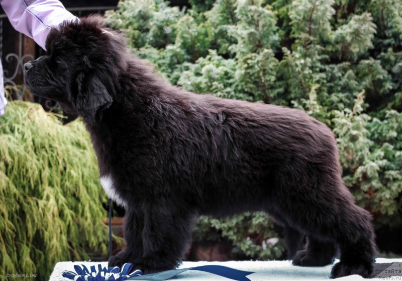 Фото: Viktor Hrischanovich (Виктор Хрищанович)