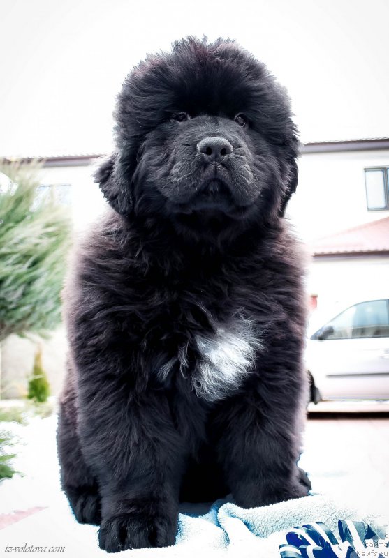 Фото: Viktor Hrischanovich (Виктор Хрищанович)