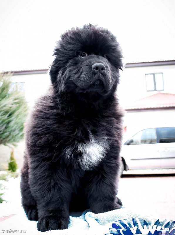 Фото: Viktor Hrischanovich (Виктор Хрищанович)