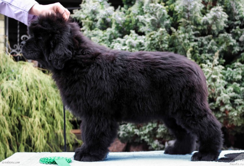 Фото: Viktor Hrischanovich (Виктор Хрищанович)