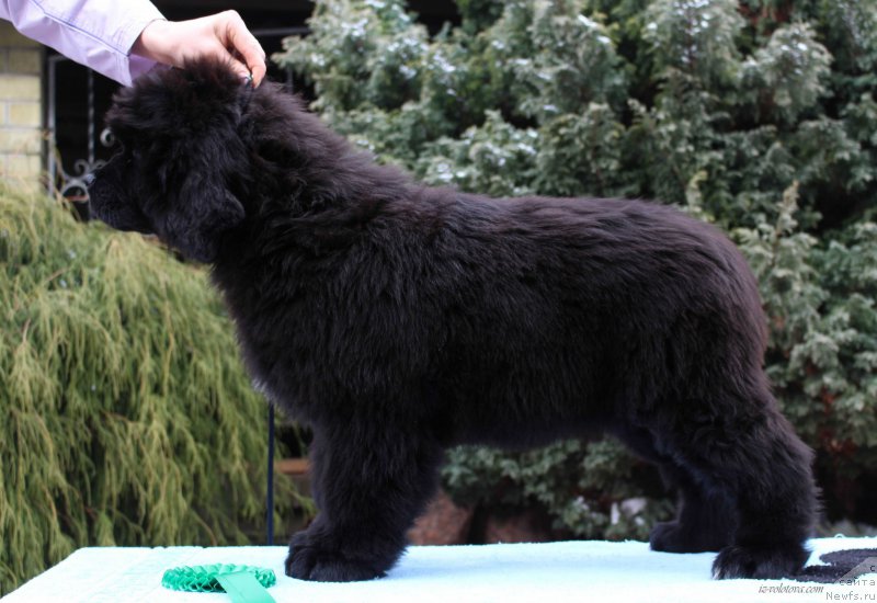 Фото: Viktor Hrischanovich (Виктор Хрищанович)