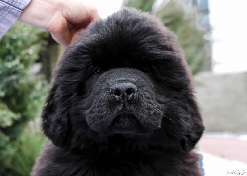 Фото: Viktor Hrischanovich (Виктор Хрищанович)