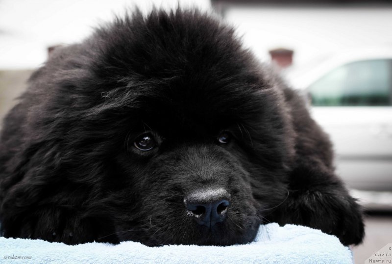 Фото: Viktor Hrischanovich (Виктор Хрищанович)