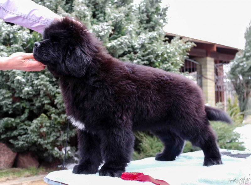 Фото: Viktor Hrischanovich (Виктор Хрищанович)