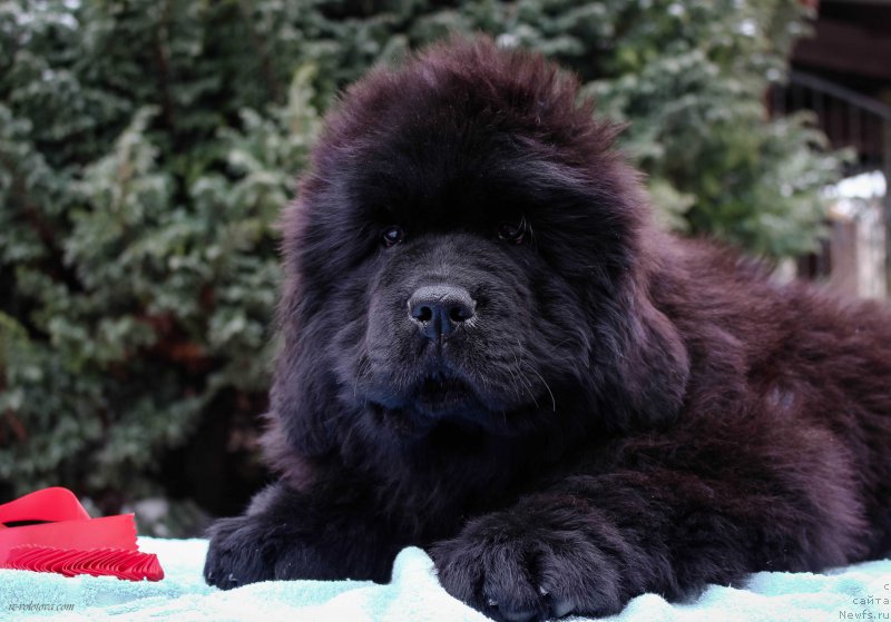 Фото: Viktor Hrischanovich (Виктор Хрищанович)