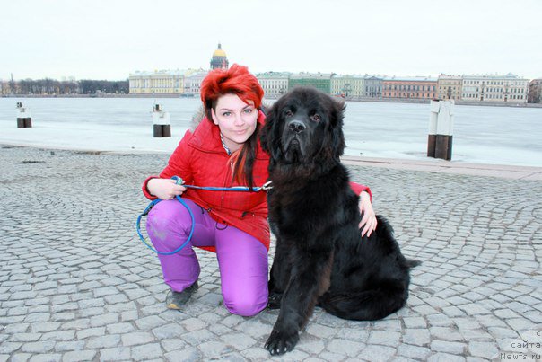 Фото: ньюфаундленд Chernaya Mafia Attractive Power (Черная Мафия Аттрактиве Повер), Ekaterina Poroshina (Екатерина Порошина)