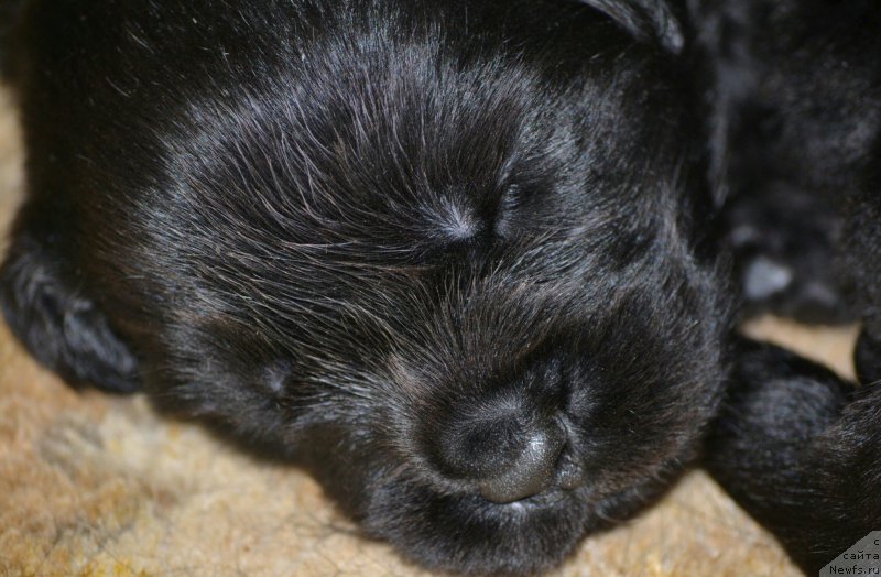 Фото: ньюфаундленд Nazvannyiy Syin Simbada (Названный Сын Симбада), ньюфаундленд Nazvannyiy Syin Simbada (Названный Сын Симбада)