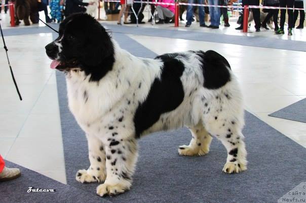 Фото: ньюфаундленд Mag Ispolin Ol'ha (Маг Исполин Ольха)