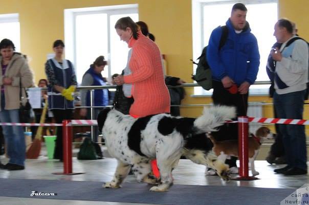 Фото: ньюфаундленд Mag Ispolin Ol'ha (Маг Исполин Ольха)