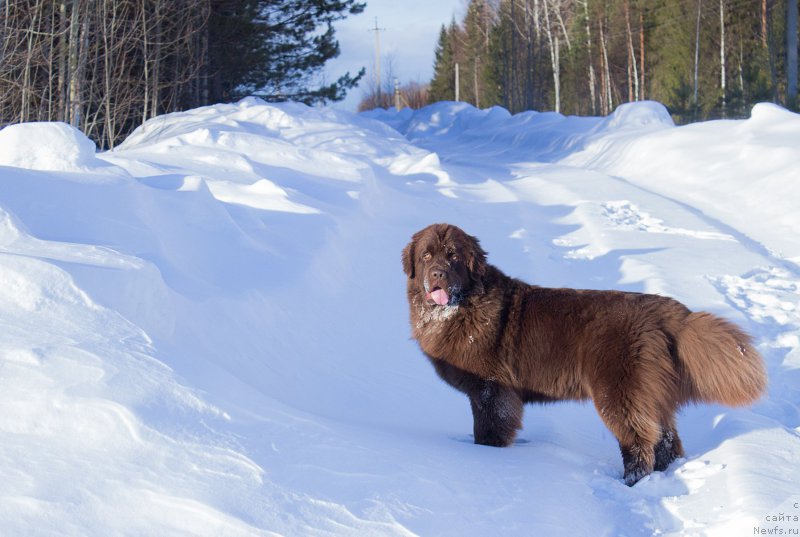 Фото: ньюфаундленд Naomi Tagoliri for Brouwnblood (Наоми Таголири фор Браунблад)