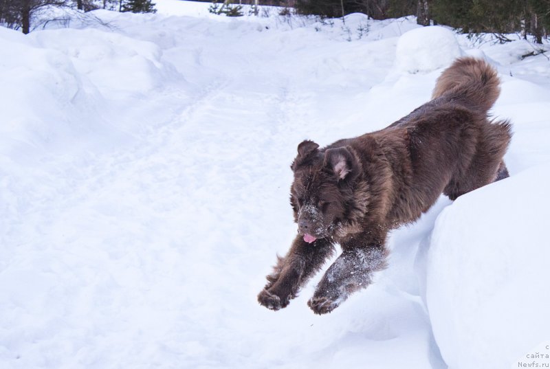 Фото: ньюфаундленд Naomi Tagoliri for Brouwnblood (Наоми Таголири фор Браунблад)
