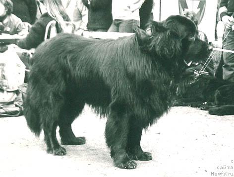 Фото: ньюфаундленд Vikoni Karat (Викони Карат)