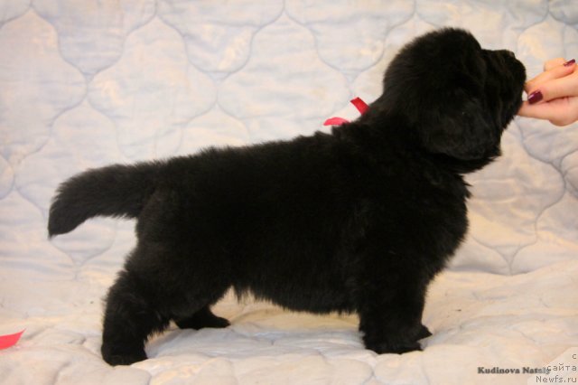 Фотография № 203937