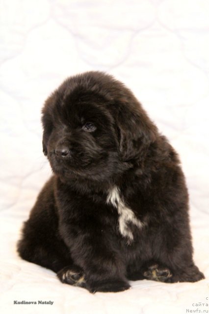 Фото: ньюфаундленд Perseja is Antagrada (Персея из Антаграда)