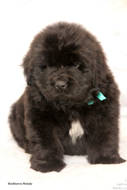 Фото: ньюфаундленд Protey iz Antagrada (Протей из Антаграда)