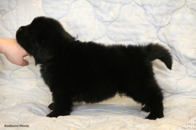 Фото: ньюфаундленд Perun is Antagrada (Перун из Антаграда)