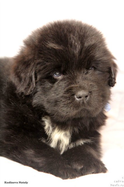 Фото: ньюфаундленд Perun is Antagrada (Перун из Антаграда)