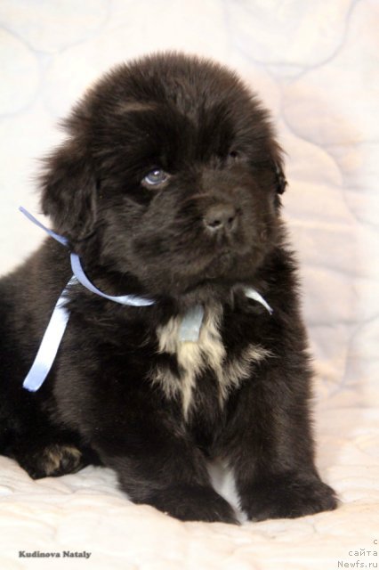 Фото: ньюфаундленд Perun is Antagrada (Перун из Антаграда)