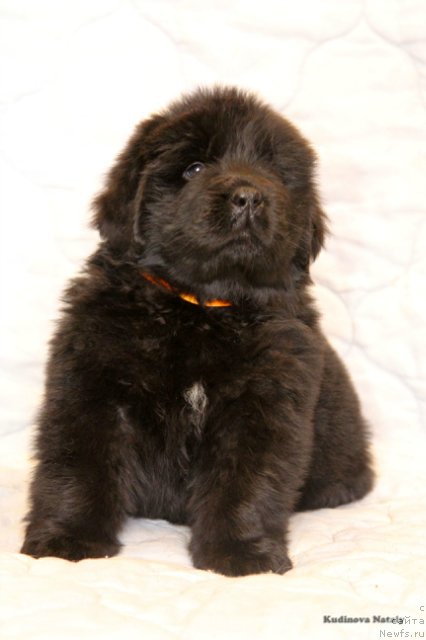 Фотография № 203965