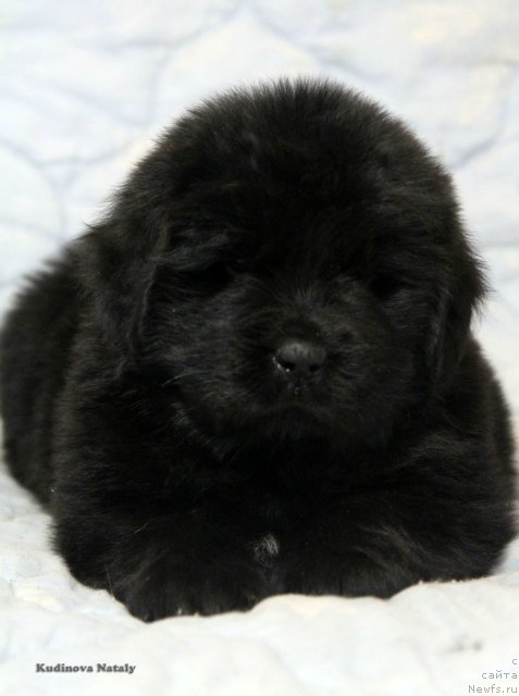 Фото: ньюфаундленд Pomona is Antagrada (Помона из Антаграда)