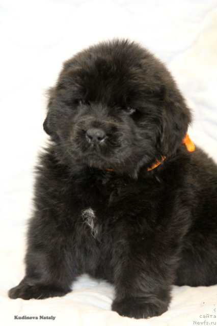 Фото: ньюфаундленд Pomona is Antagrada (Помона из Антаграда)