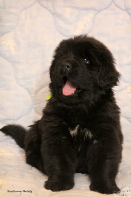 Фото: ньюфаундленд Parki is Antagrada (Парки из Антаграда)