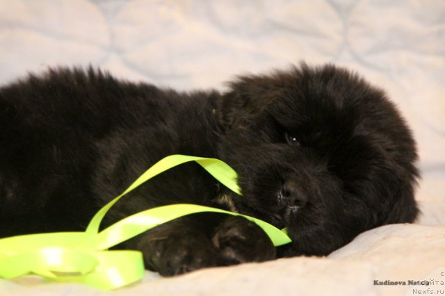 Фото: ньюфаундленд Parki is Antagrada (Парки из Антаграда)