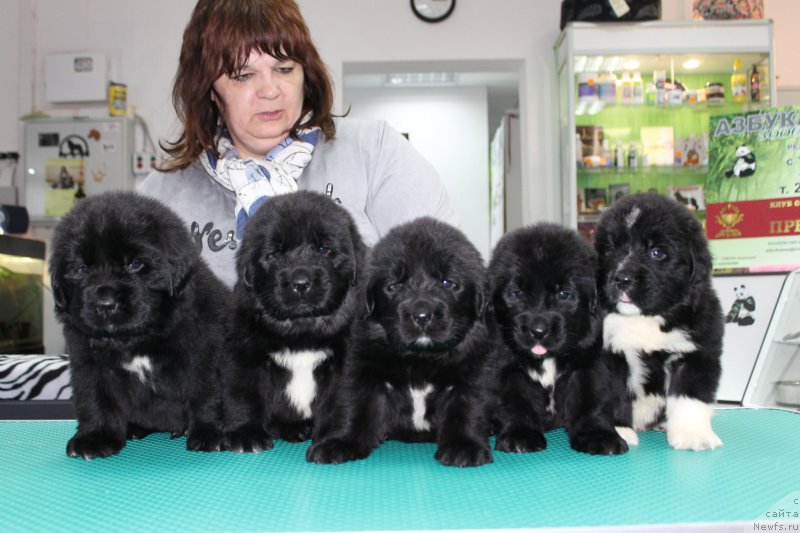 Фотография № 203975