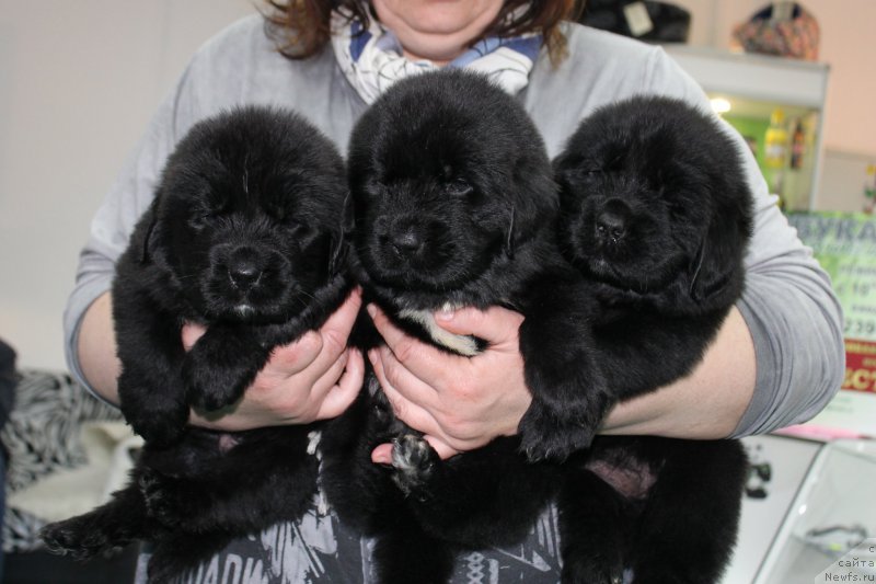 Фотография № 203976